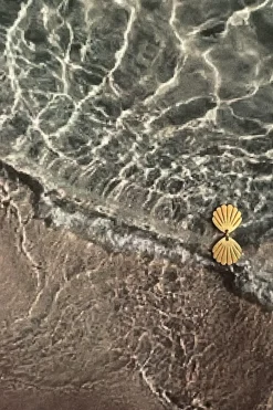 Two Petit Shell Earring